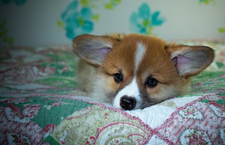 99exch: A Comprehensive Review of India's Leading Trading Platform